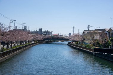 Japonya 'da kiraz çiçekleri, Tokyo