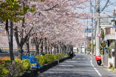 Japonya 'da kiraz çiçekleri, Tokyo