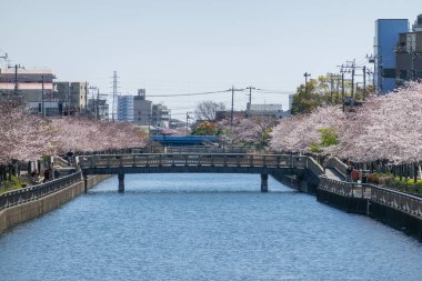 Japonya 'da kiraz çiçekleri, Tokyo