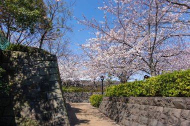 Japonya 'da kiraz çiçekleri, Tokyo