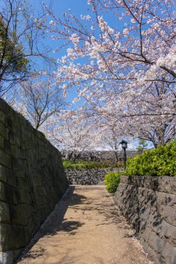 Japonya 'da kiraz çiçekleri, Tokyo
