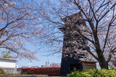 Japonya 'da kiraz çiçekleri, Tokyo