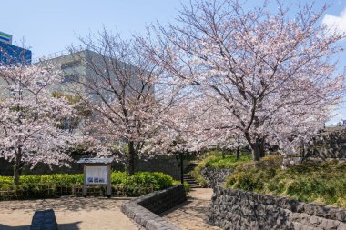 Japonya 'da kiraz çiçekleri, Tokyo