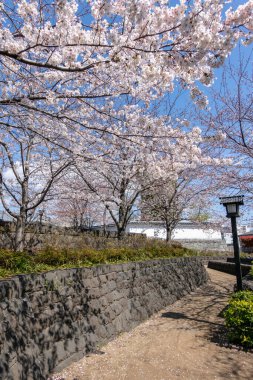 Japonya 'da kiraz çiçekleri, Tokyo