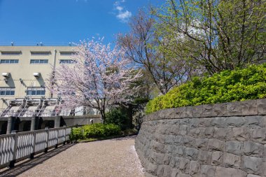 Japonya 'da kiraz çiçekleri, Tokyo