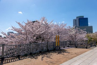 Japonya 'da kiraz çiçekleri, Tokyo