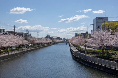 Japonya 'da kiraz çiçekleri, Tokyo