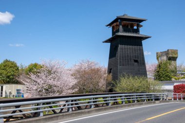 Japonya 'da kiraz çiçekleri, Tokyo