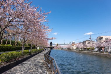 Japonya 'da kiraz çiçekleri, Tokyo