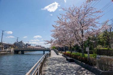 Japonya 'da kiraz çiçekleri, Tokyo
