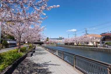 Japonya 'da kiraz çiçekleri, Tokyo