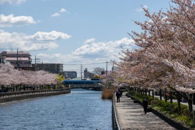 Japonya 'da kiraz çiçekleri, Tokyo