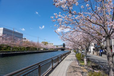 Japonya 'da kiraz çiçekleri, Tokyo