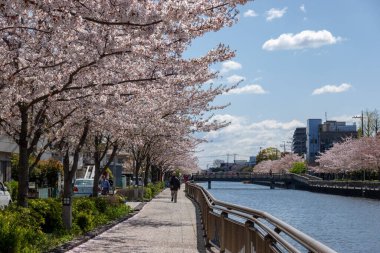 Japonya 'da kiraz çiçekleri, Tokyo