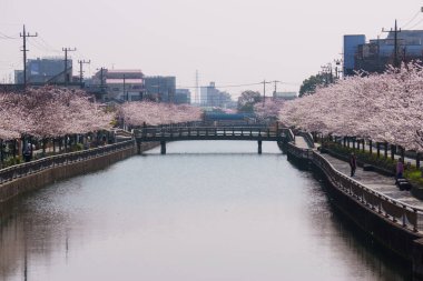 Japonya 'da kiraz çiçekleri, Tokyo