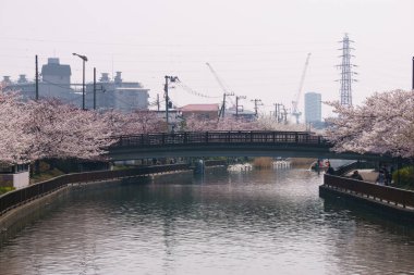 Japonya 'da kiraz çiçekleri, Tokyo