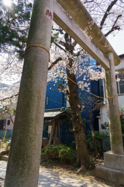 Japonya 'da kiraz çiçekleri, Tokyo