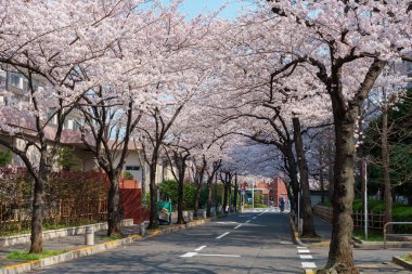 Japonya 'da kiraz çiçekleri, Tokyo