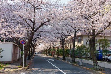 Japonya 'da kiraz çiçekleri, Tokyo