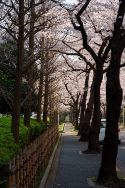 Japonya 'da kiraz çiçekleri, Tokyo