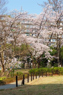 Japonya 'da kiraz çiçekleri, Tokyo
