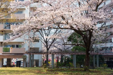 Japonya 'da kiraz çiçekleri, Tokyo