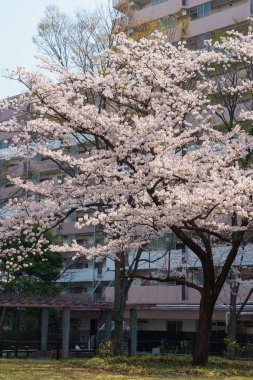 Japonya 'da kiraz çiçekleri, Tokyo
