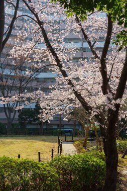 Japonya 'da kiraz çiçekleri, Tokyo