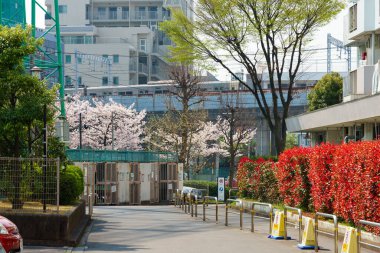Japonya 'da kiraz çiçekleri, Tokyo