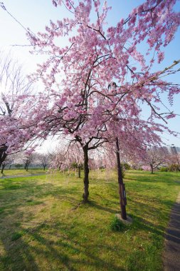 Japonya 'da kiraz çiçekleri, Tokyo