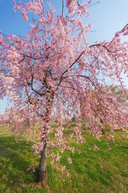Japonya 'da kiraz çiçekleri, Tokyo