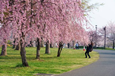 Japonya 'da kiraz çiçekleri, Tokyo