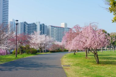 Japonya 'da kiraz çiçekleri, Tokyo