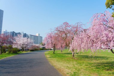 Japonya 'da kiraz çiçekleri, Tokyo