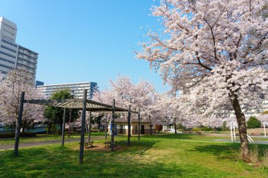 Japonya 'da kiraz çiçekleri, Tokyo