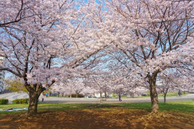Japonya 'da kiraz çiçekleri, Tokyo