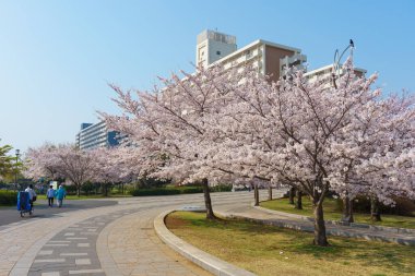 Japonya 'da kiraz çiçekleri, Tokyo