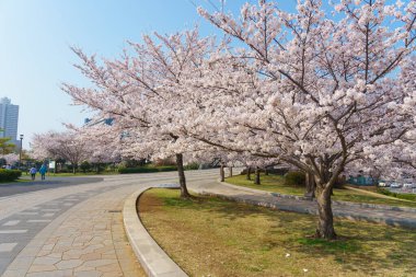 Japonya 'da kiraz çiçekleri, Tokyo