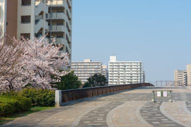 Japonya 'da kiraz çiçekleri, Tokyo