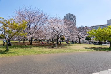 Japonya 'da kiraz çiçekleri, Tokyo