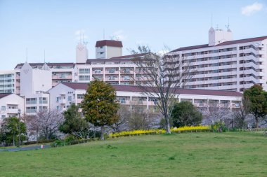 Japonya 'da kiraz çiçekleri, Tokyo