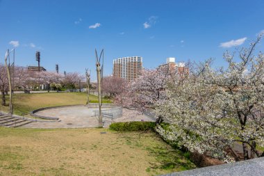 Japonya 'da kiraz çiçekleri, Tokyo
