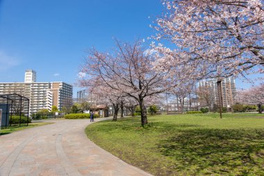Japonya 'da kiraz çiçekleri, Tokyo
