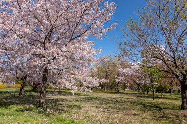 Japonya 'da kiraz çiçekleri, Tokyo