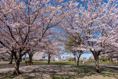 Japonya 'da kiraz çiçekleri, Tokyo