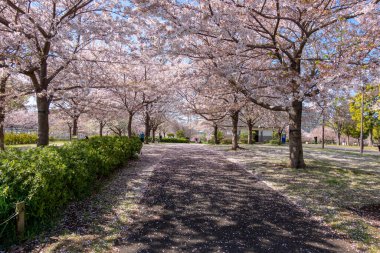 Japonya 'da kiraz çiçekleri, Tokyo