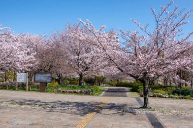 Japonya 'da kiraz çiçekleri, Tokyo