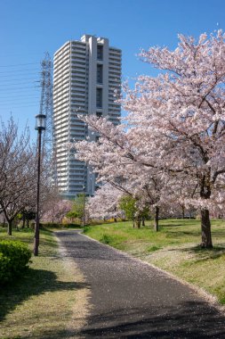 Japonya 'da kiraz çiçekleri, Tokyo
