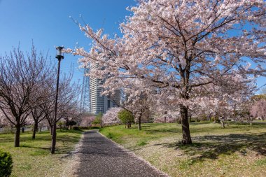 Japonya 'da kiraz çiçekleri, Tokyo
