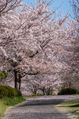 Japonya 'da kiraz çiçekleri, Tokyo